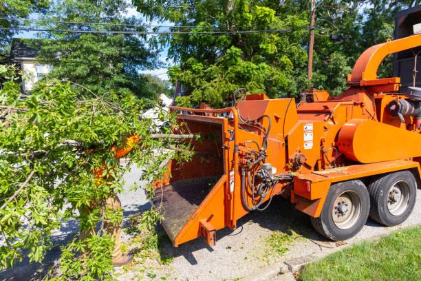 Best Tree Stump Removal  in USA